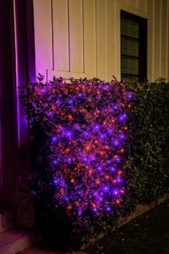 150 M5 LED Black Wire Net Lights (Orange & Purple) 10 150 M5 LED Black Wire Net Lights (Orange & Purple) -Halloween Decorations Store 91FmJBrGTJL. AC SL1500 04a74681 1970 4c01 96e2 4682e53612f0